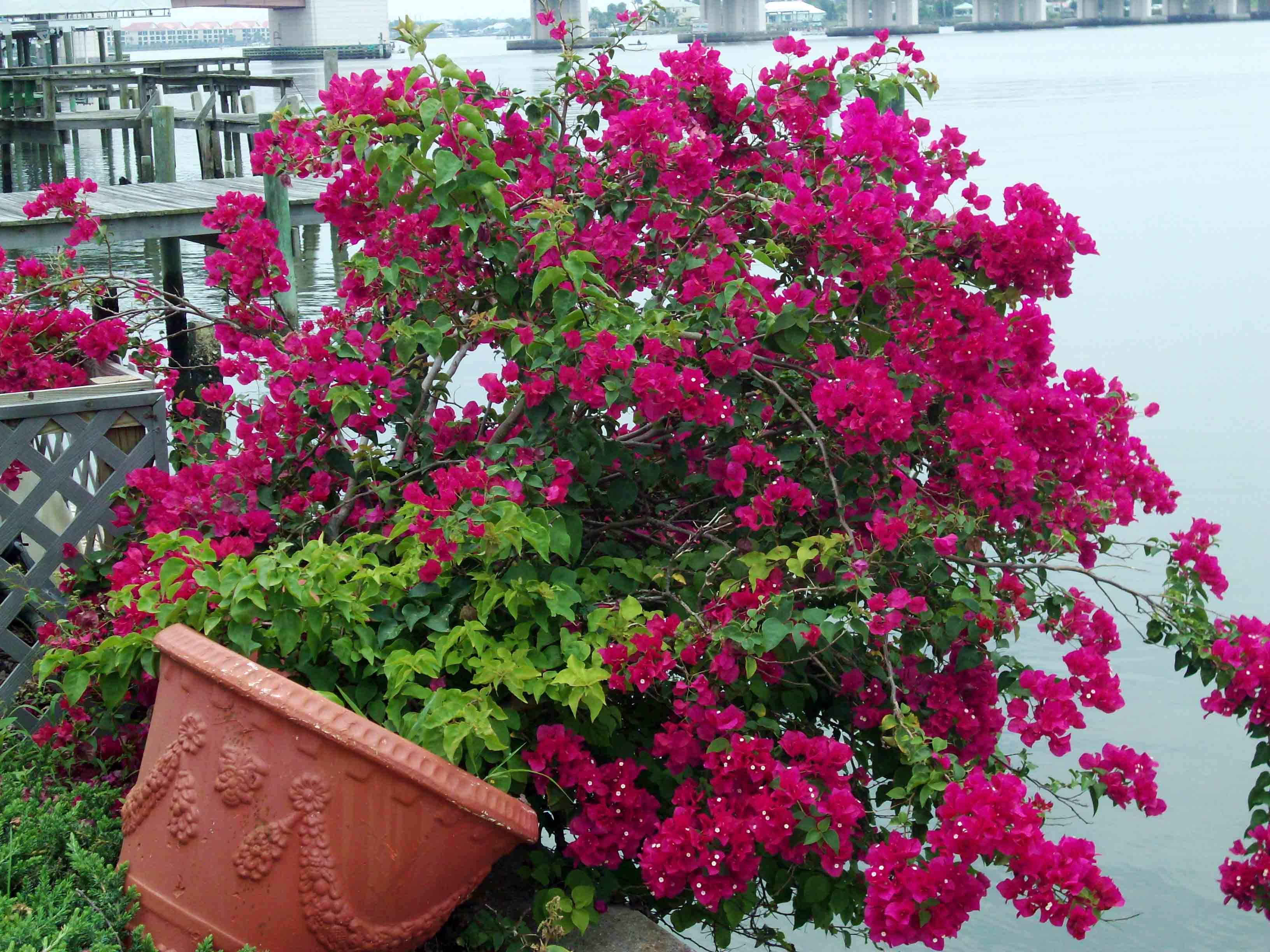 Beachside Gardens, LLC - BOUGAINVILLEA IN POT ON RIVER