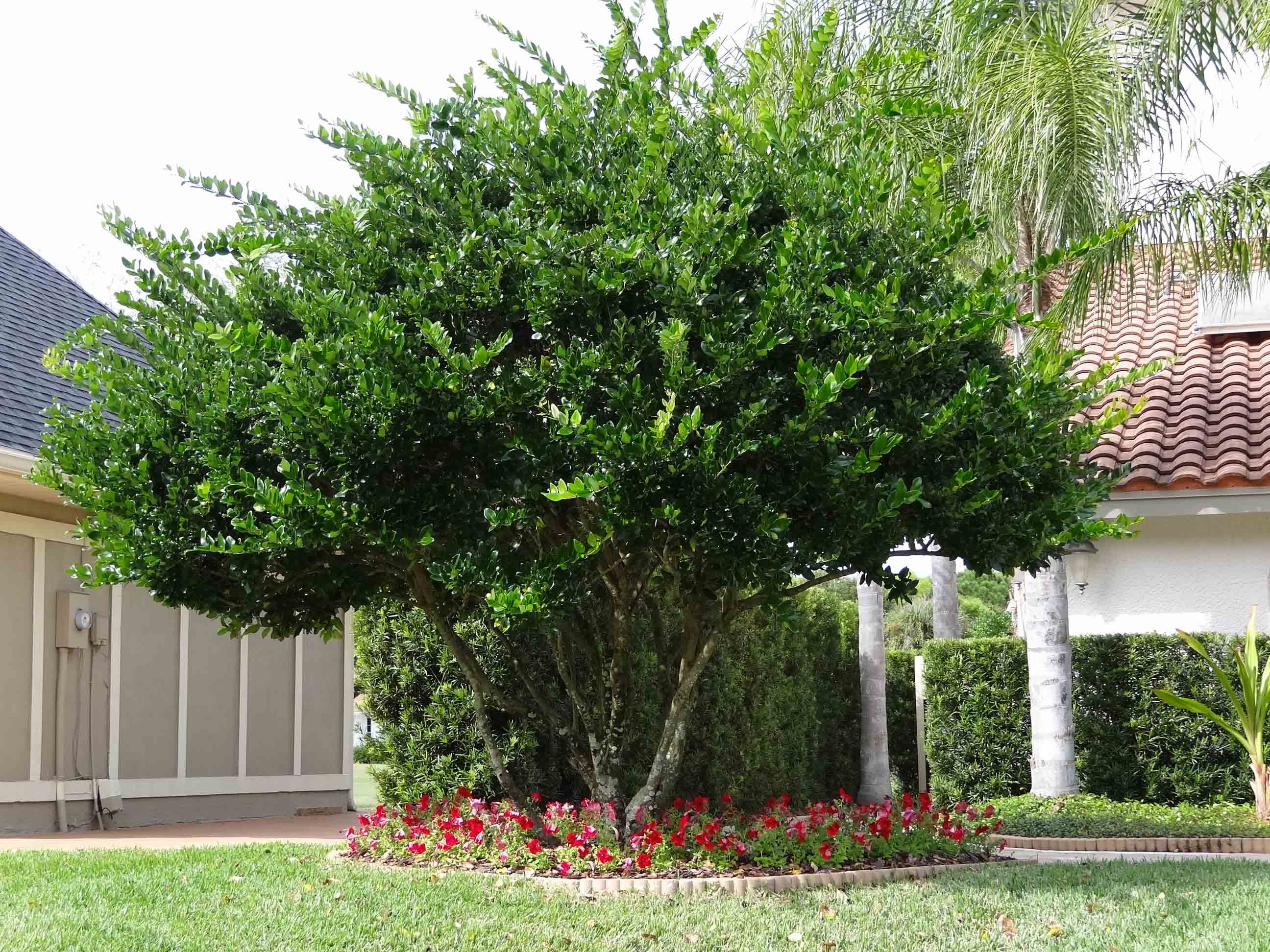 Beachside Gardens, LLC - LIGUSTRUM TREE