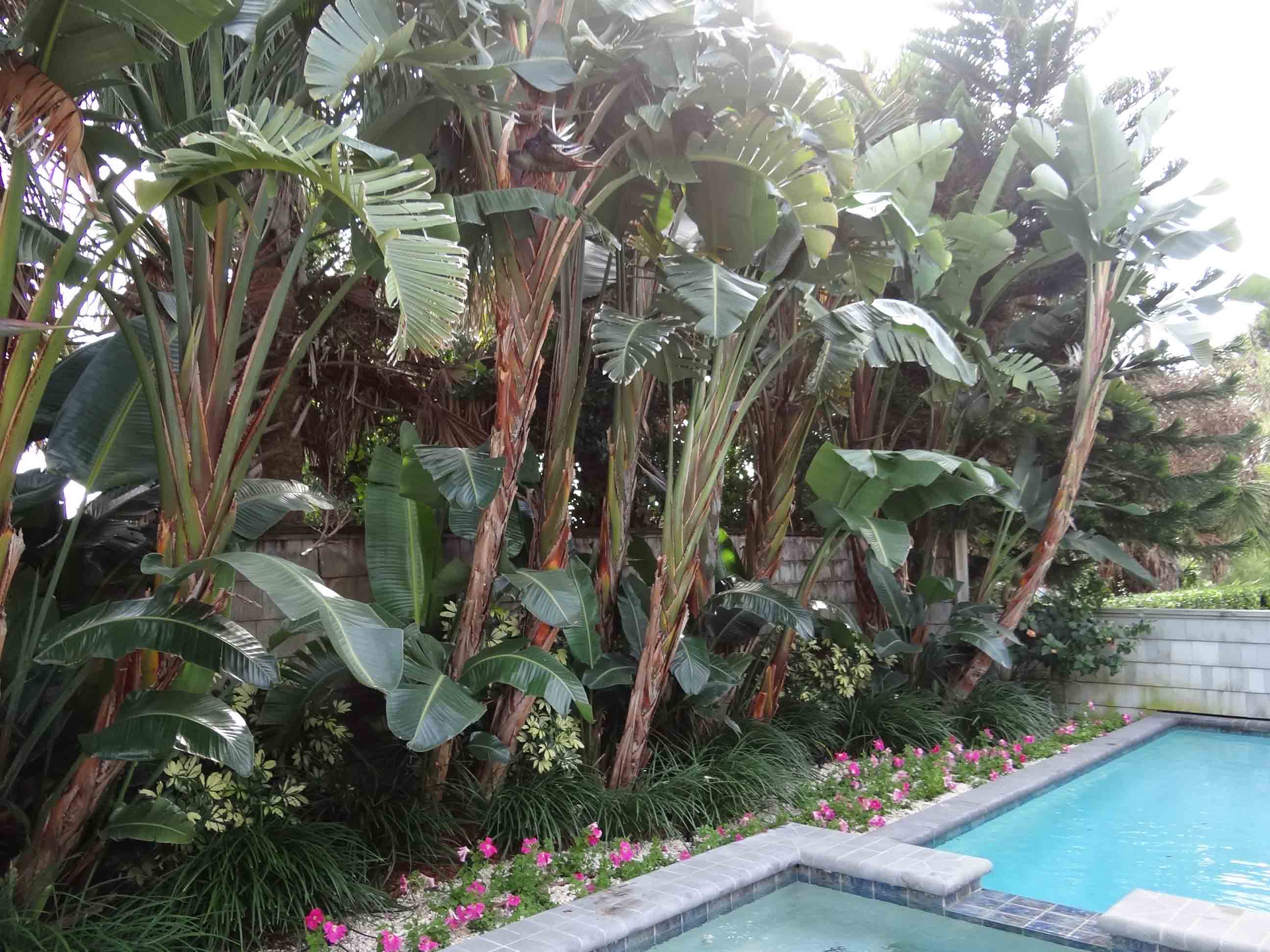 Beachside Gardens, LLC - POOL PRIVACY