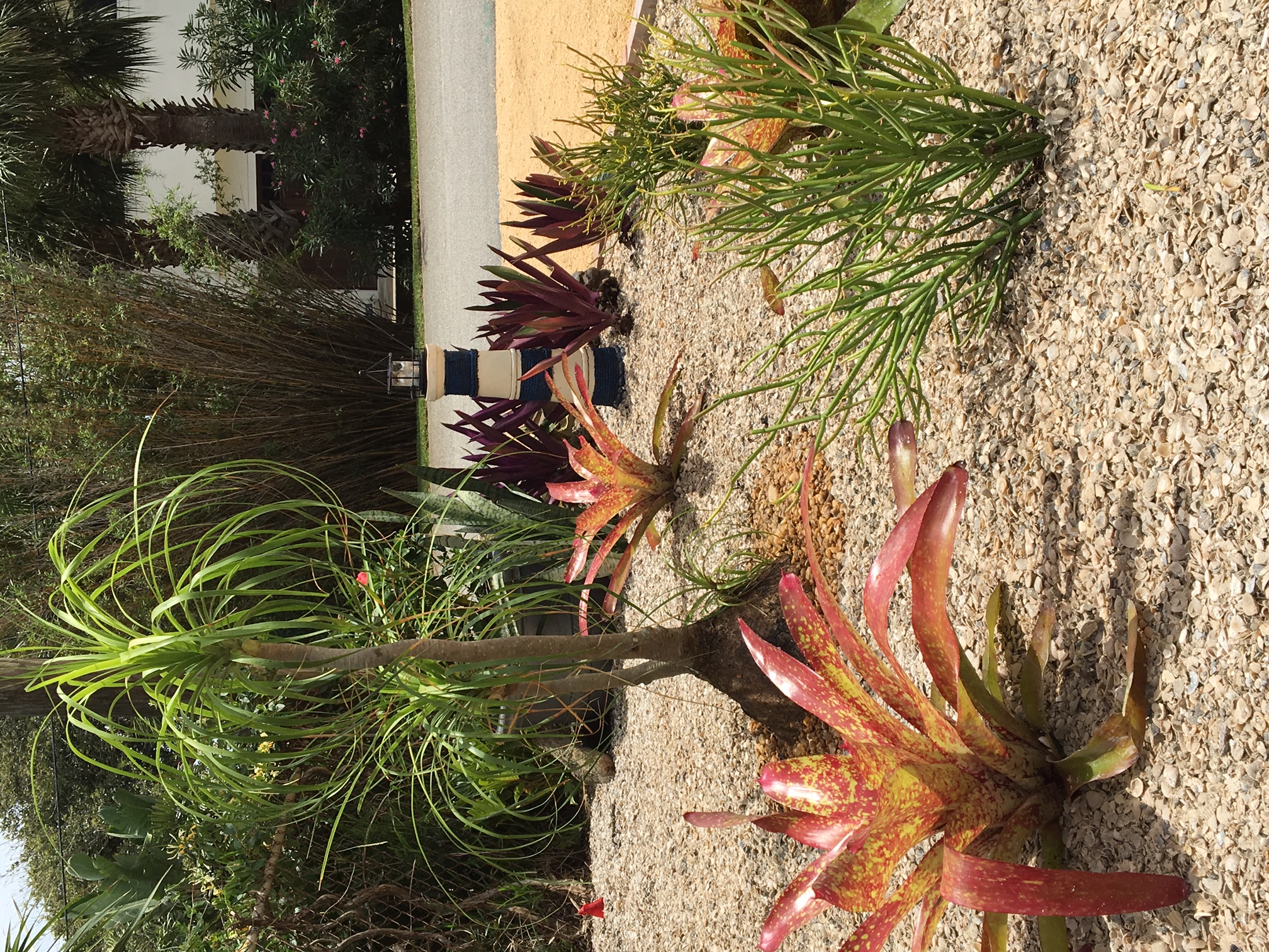 Beachside Gardens, LLC - SHELL BED