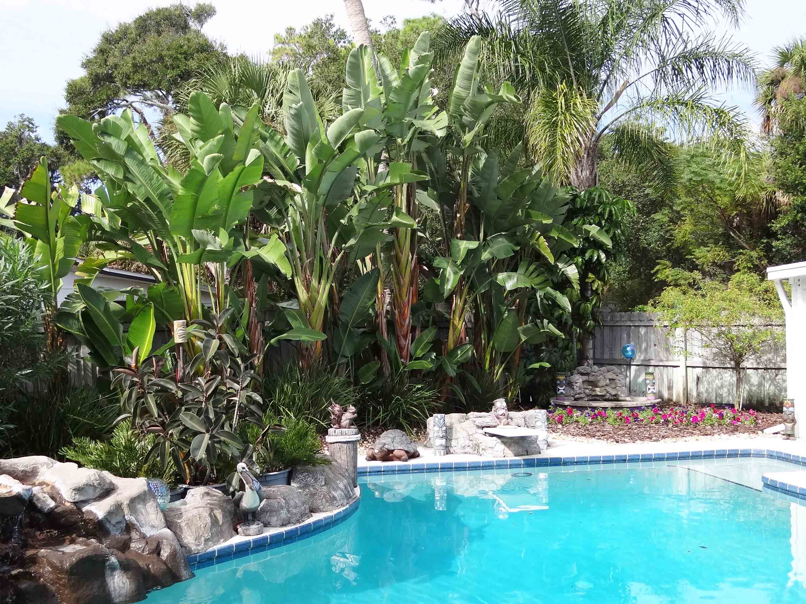 Beachside Gardens, LLC - TROPICAL BACKYARD MAINLAND