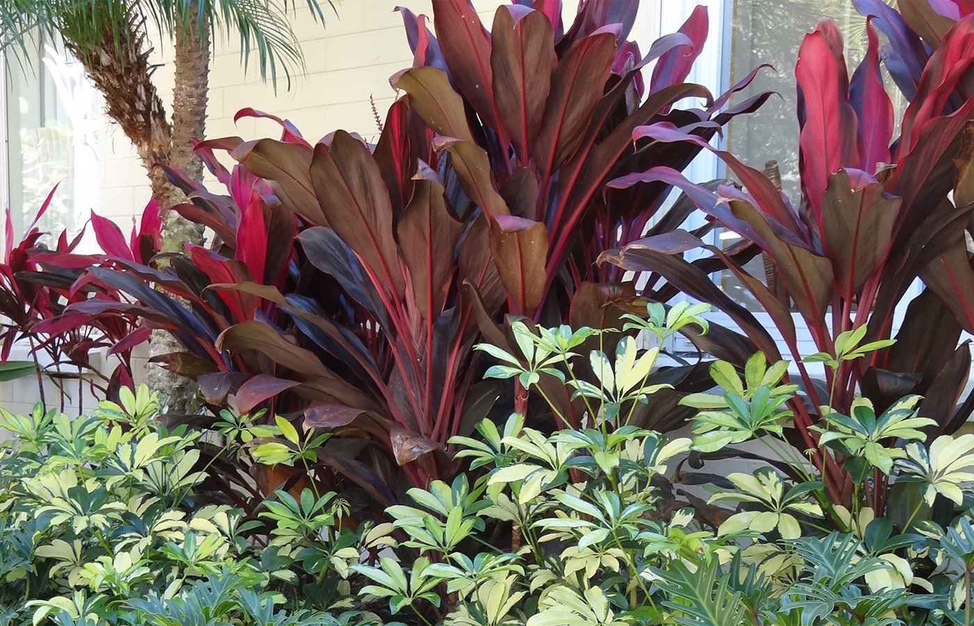 Beachside Gardens, LLC - Annuals