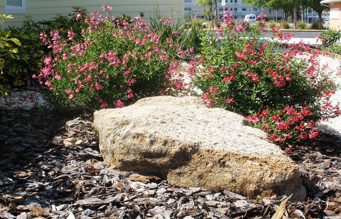 Beachside Gardens, LLC - Salvia