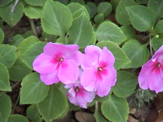Beachside Gardens, LLC - Impatiens