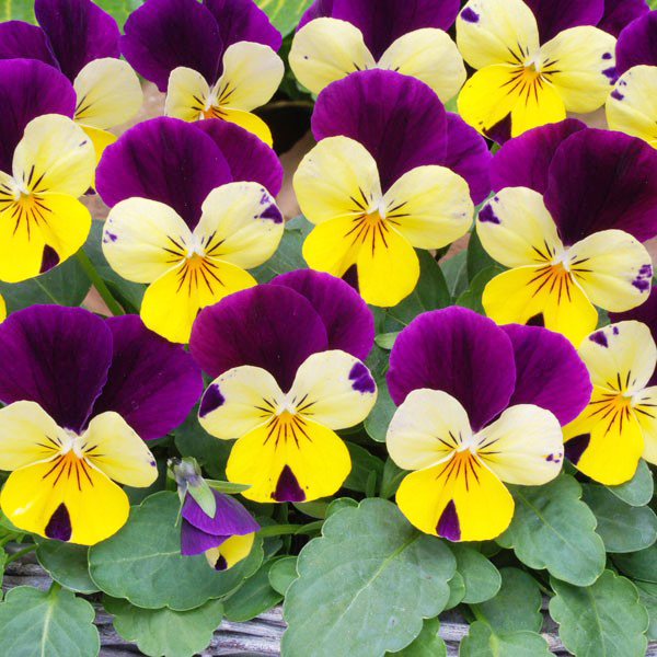 Beachside Gardens, LLC - Lemon Sorbet Viola
