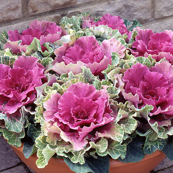 Beachside Gardens, LLC - Ornamental Kale