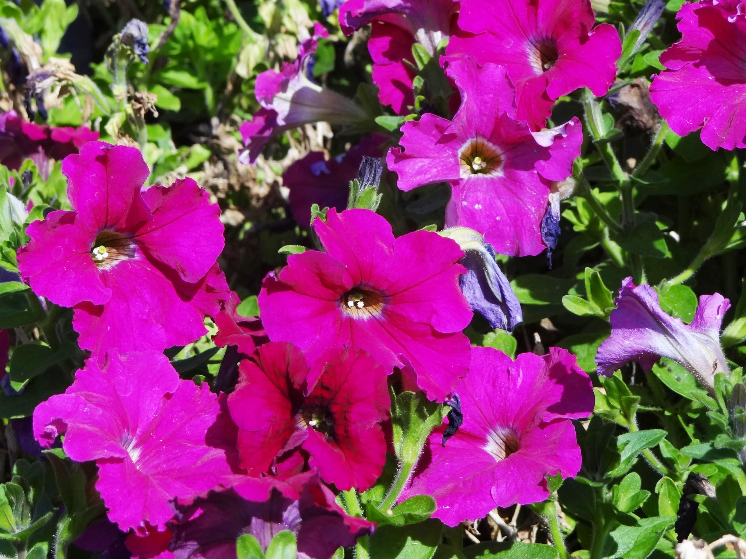 Beachside Gardens, LLC - Petunias