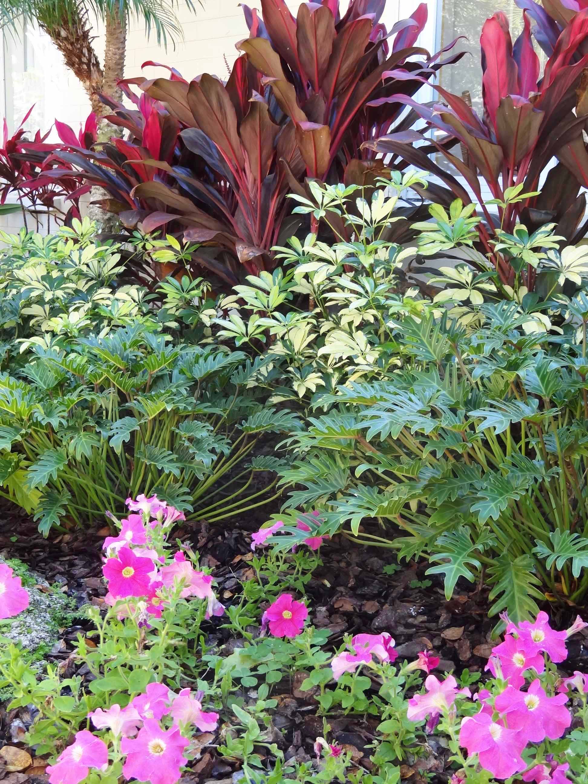 Beachside Gardens, LLC - Petunias