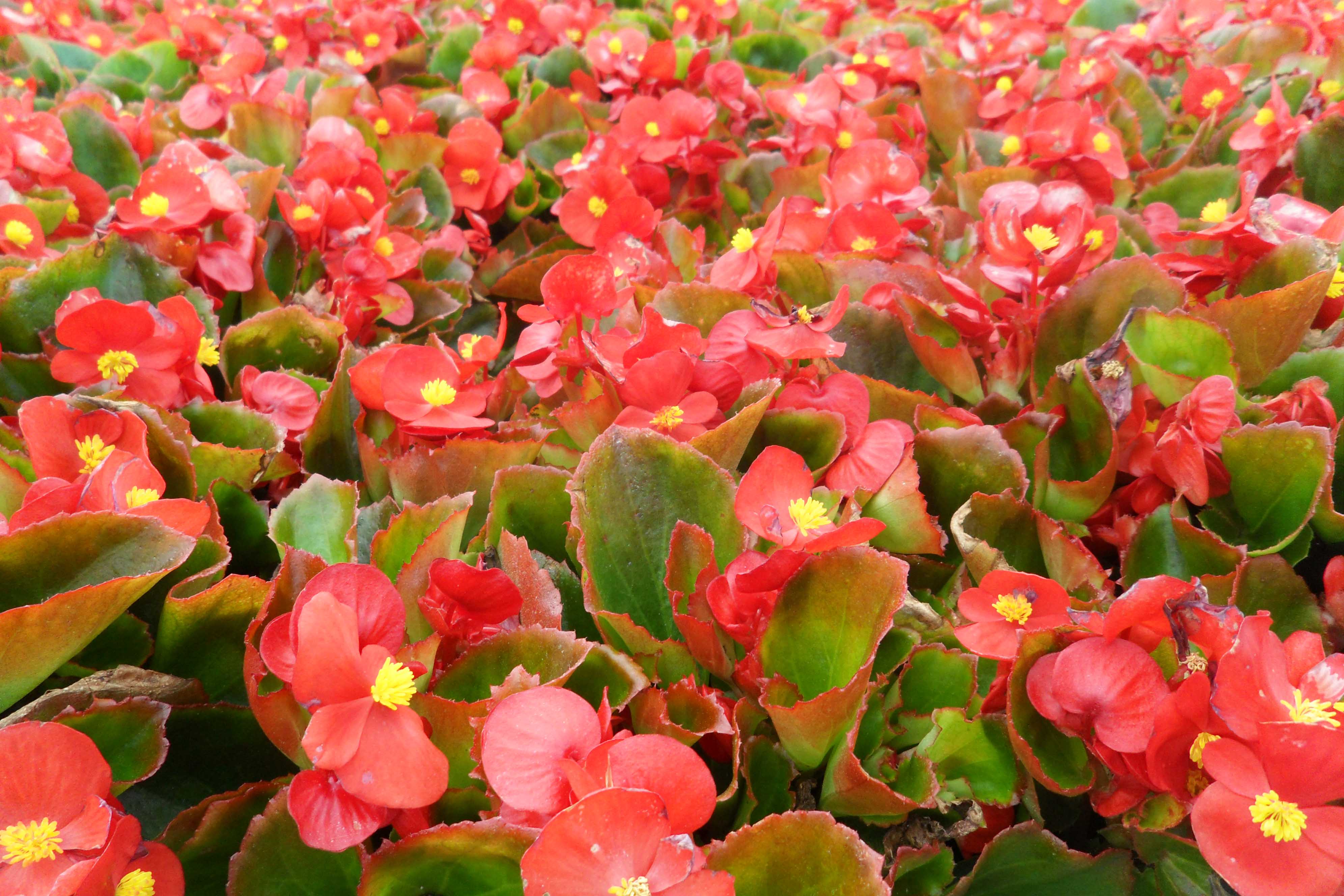 Beachside Gardens, LLC - Red Begonia