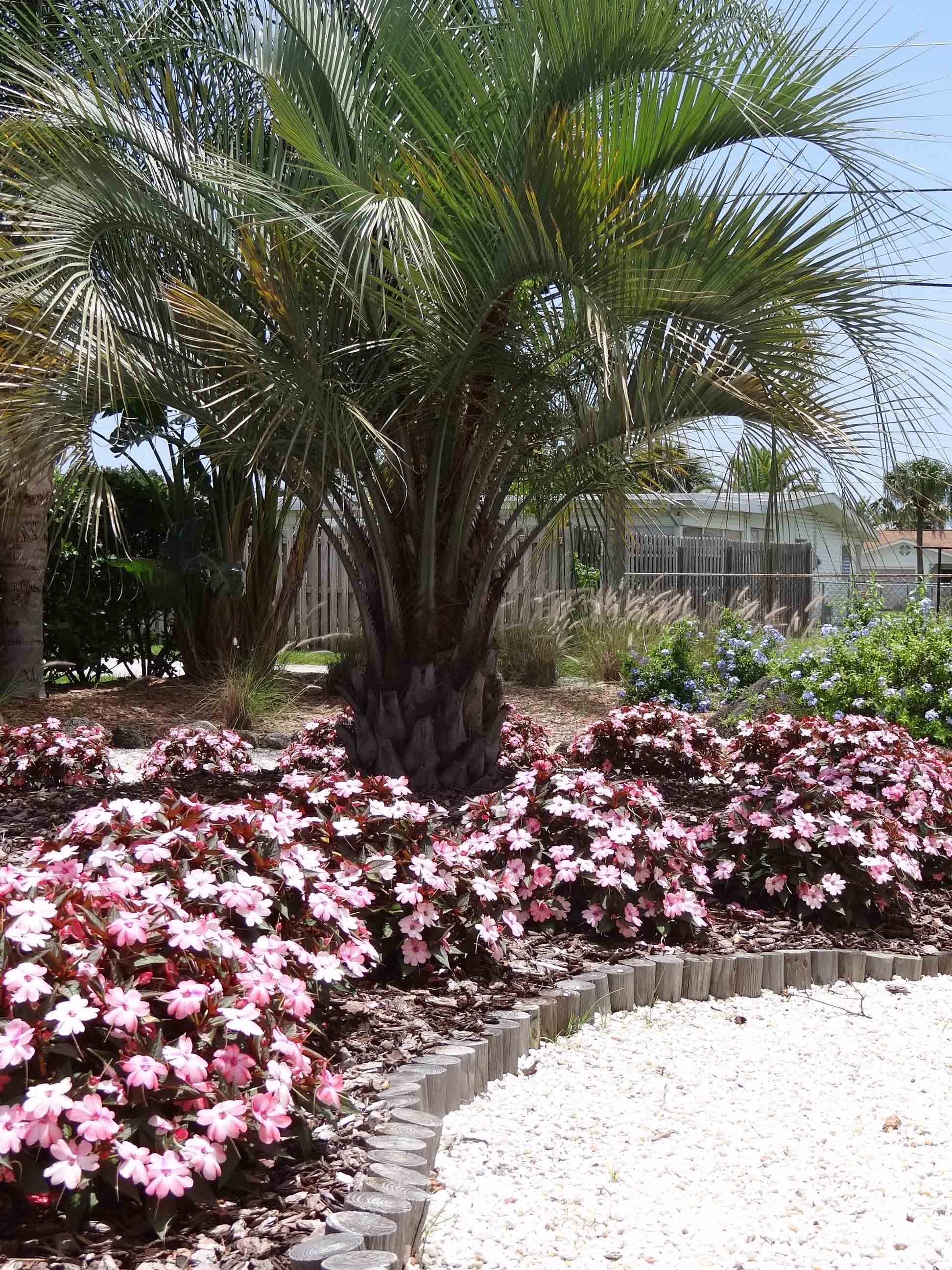 Beachside Gardens, LLC - Sun Patiens