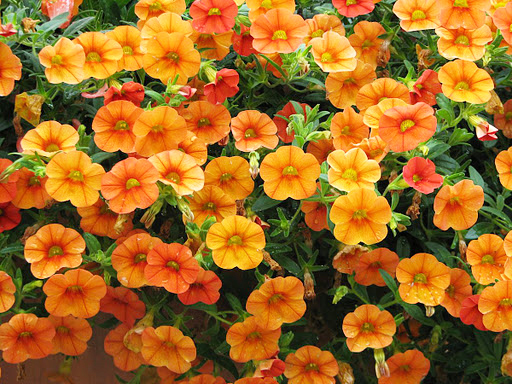 Beachside Gardens, LLC - Superbells