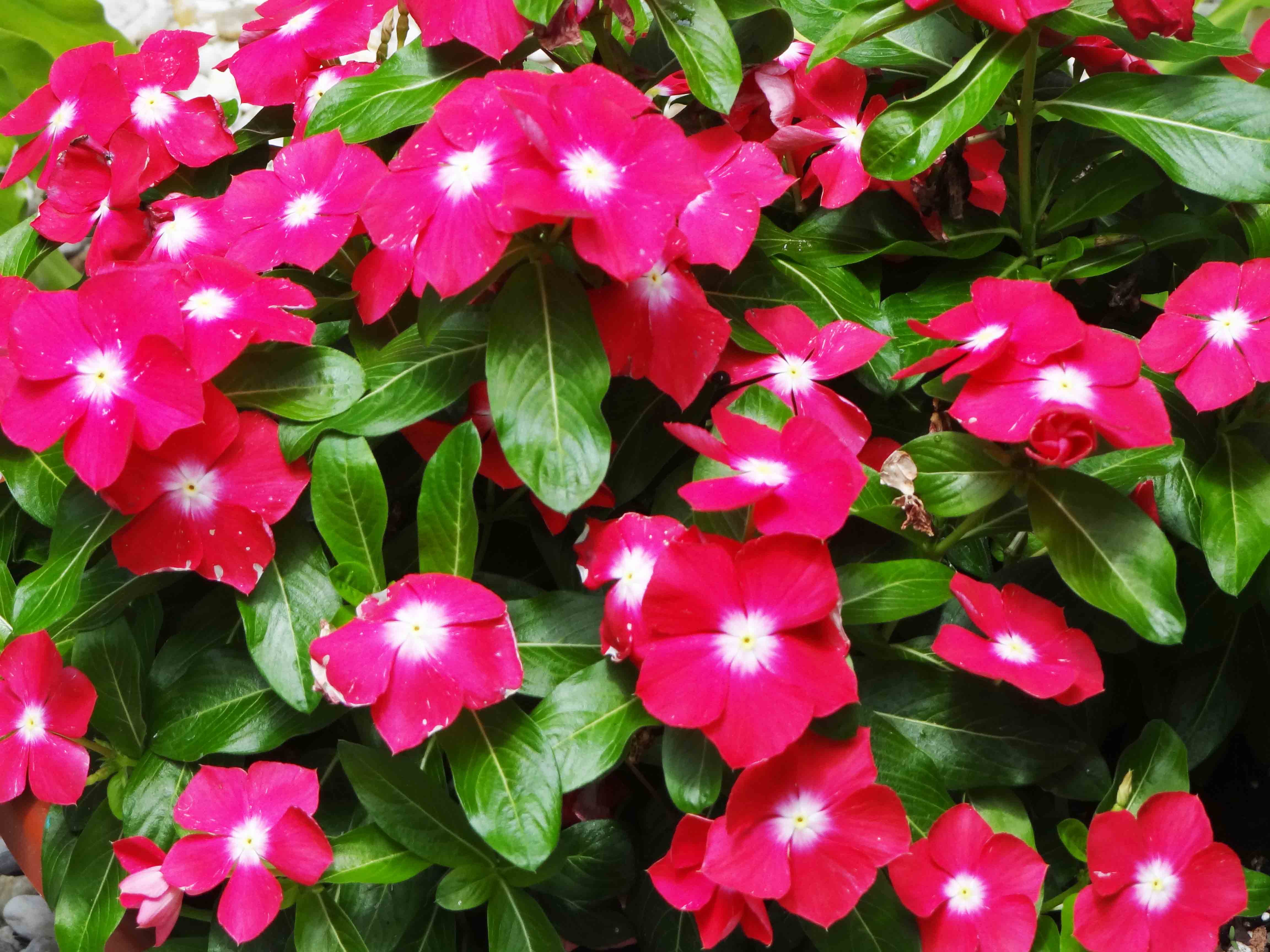 Beachside Gardens, LLC - Vinca