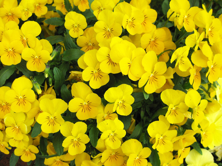 Beachside Gardens, LLC - Yellow Viola